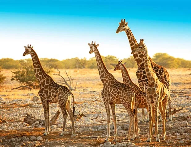 flights-to-uganda